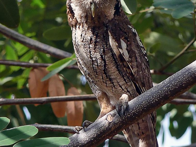 Fauna de Galipán